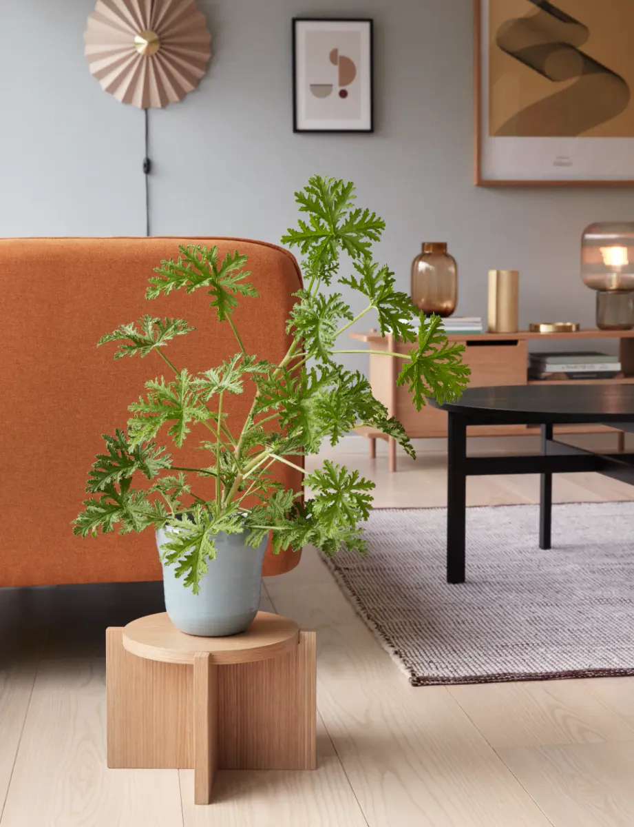 Hübsch Nomad Blomsterbord Lite Eik FSC